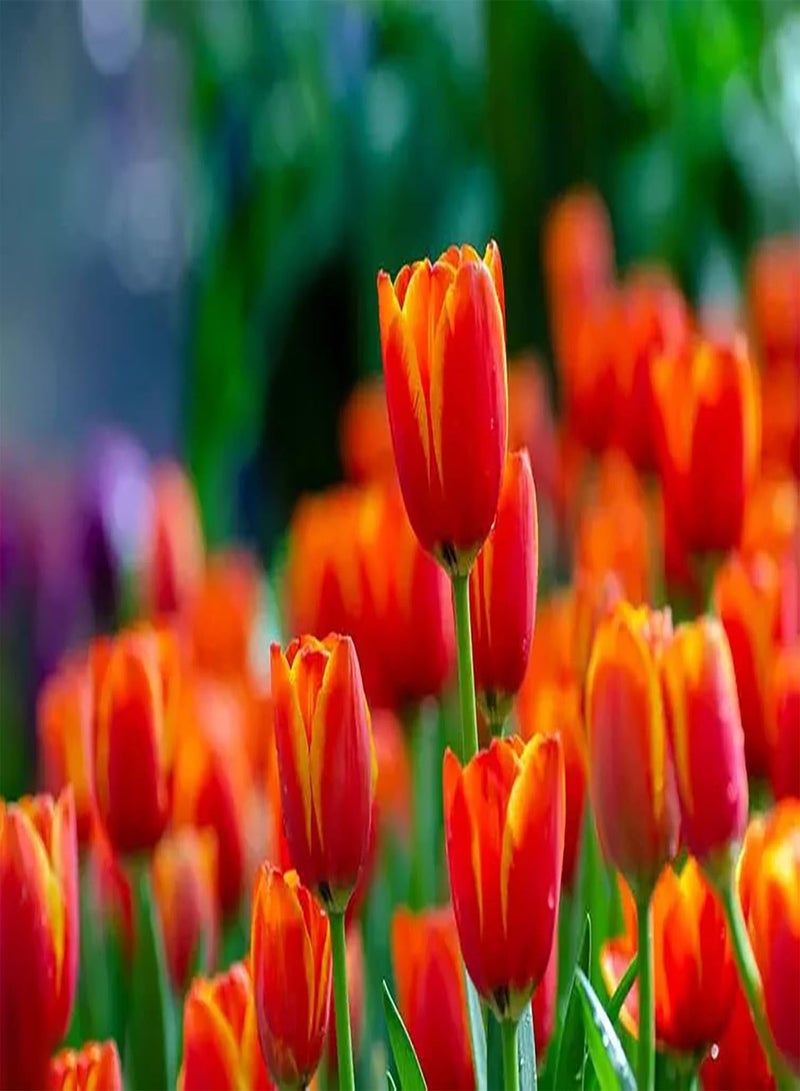 GGOOT 10pcs Oranje Tulpenbollen Unieke Kleur Tuin Bloemenshow Essentieel Landschap Decoratievormend Landschap Brengt Gevoel Van Voltooiing - Image 2