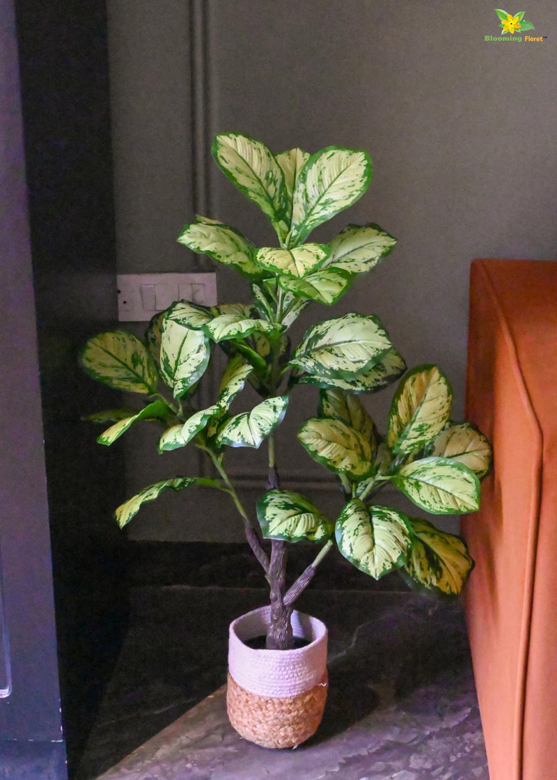 Blooming Floret Artificial Dieffenbachia Honeydew 95 cm Tall Plant with Basic Black Pot | Big Ornamental Plant for Interior Decor/Home Decor/Office Decor | 33 Leaves | Natural Looking Indoor Plant - Image 3