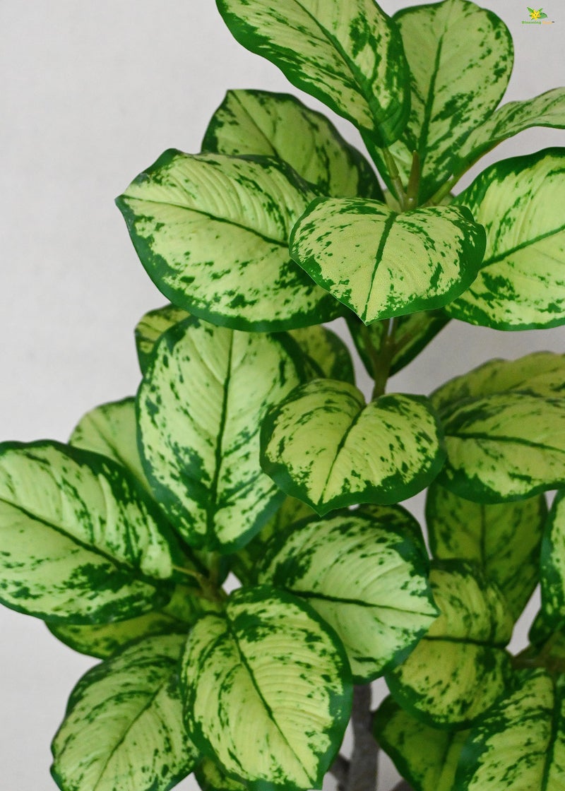 Blooming Floret Artificial Dieffenbachia Honeydew 95 cm Tall Plant with Basic Black Pot | Big Ornamental Plant for Interior Decor/Home Decor/Office Decor | 33 Leaves | Natural Looking Indoor Plant - Image 2