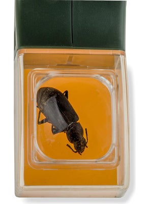 Carson Bugview Hu-10 Quick Release Bug Catcher and Magnifier for Kids and Adults  - Image 4