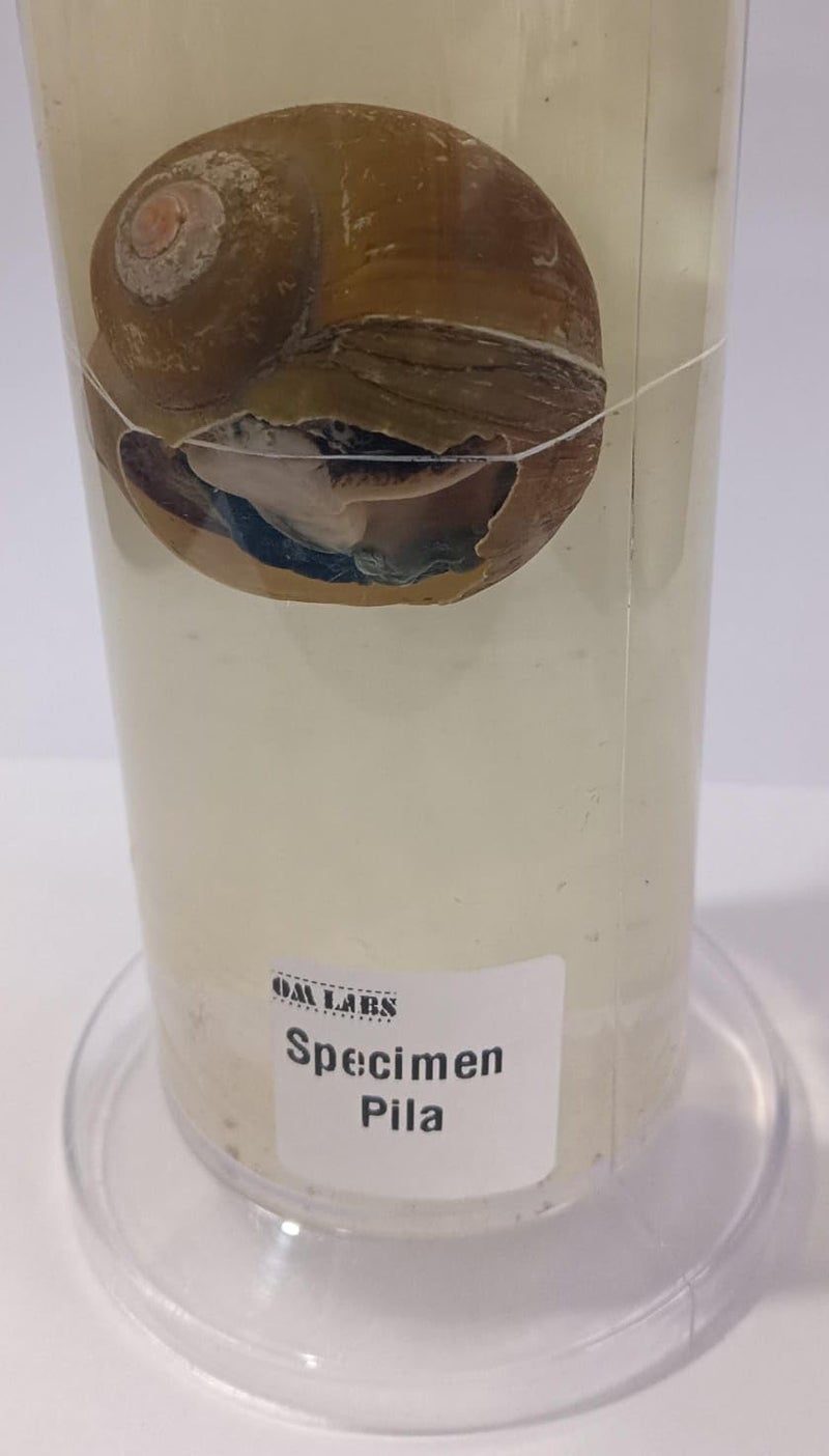 OM LABS Pila Specimen (Zoology Specimen) Brand - Image 1