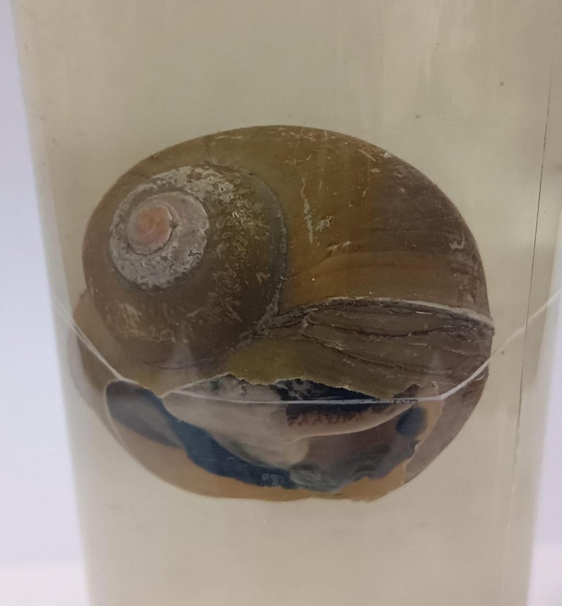 OM LABS Pila Specimen (Zoology Specimen) Brand - Image 2