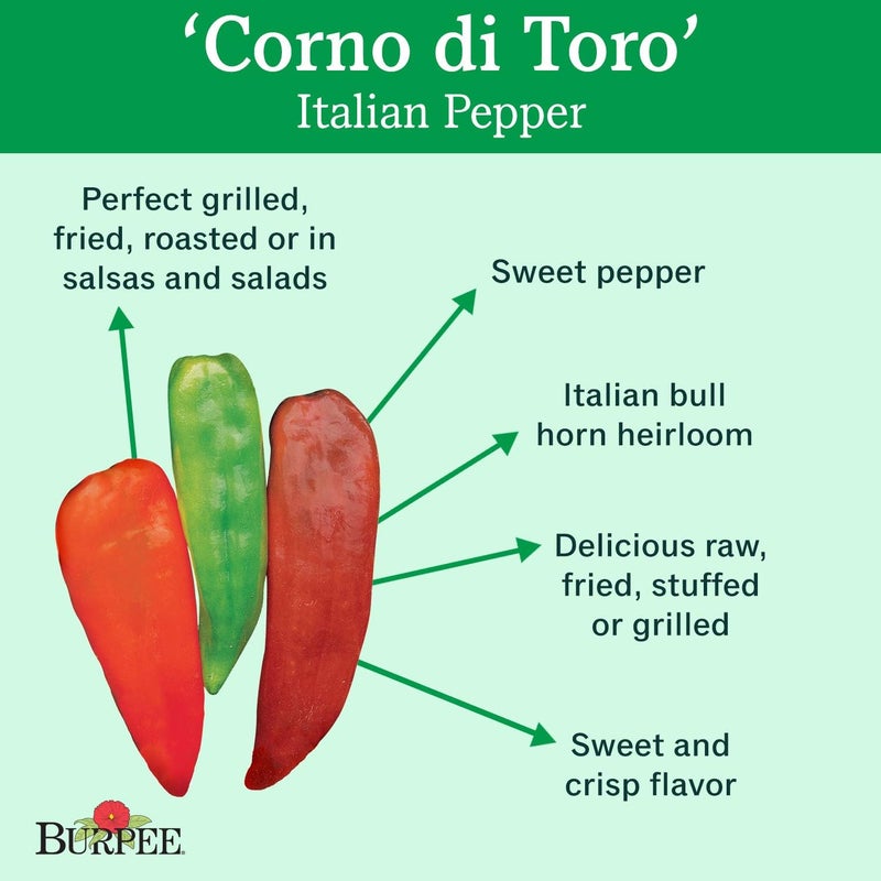 Burpee بذور فلفل حلو كورنو دي تورو روسو من بيربي 75 بذور - Image 2