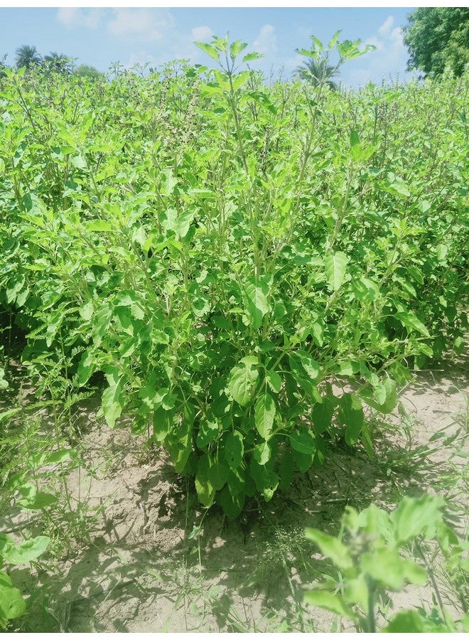CARMEL ORGANICS Tulsi Leaves Powder 8 Ounce or 1/2 lb (Pack of 1) | Natural Tulsi Powder | Non-GMO | Kosher | Holy Basil | No Added Preservative. | By Carmel Organics  - Image 5
