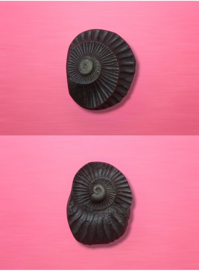 GANGTARANG Sudarshan Shaligram Stone from Nepal Gandaki River - Chakra Saligram (1 inch) - Image 2