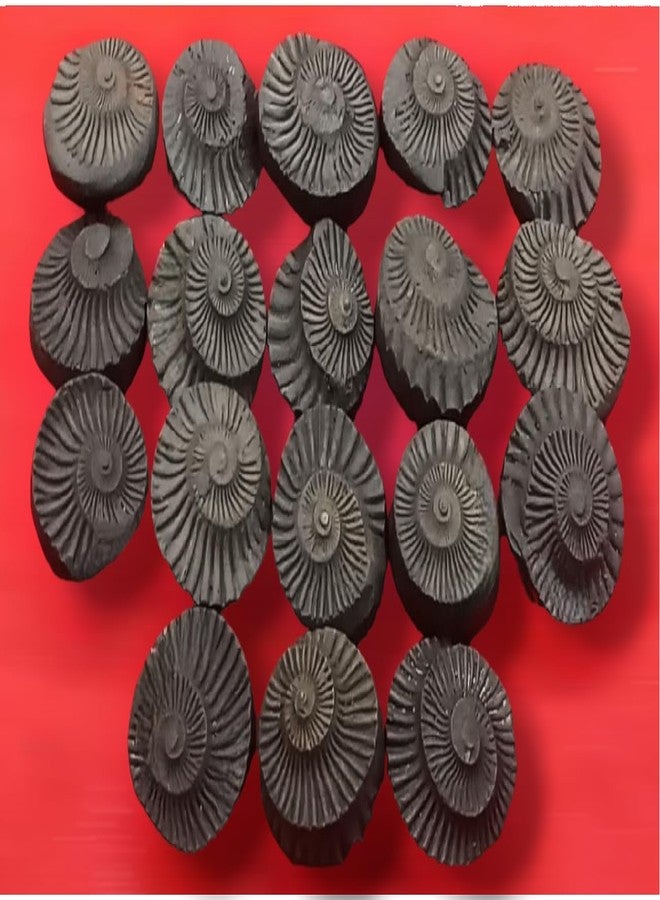 GANGTARANG Sudarshan Shaligram Stone from Nepal Gandaki River - Chakra Saligram (1 inch) - Image 3