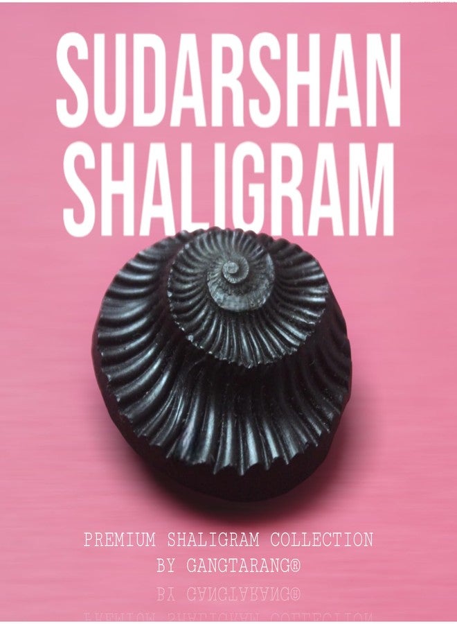 GANGTARANG Sudarshan Shaligram Stone from Nepal Gandaki River - Chakra Saligram (1 inch) - Image 4