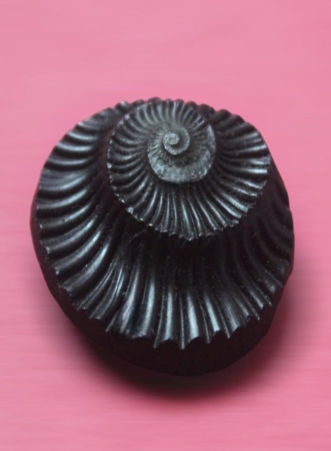 GANGTARANG Sudarshan Shaligram Stone from Nepal Gandaki River - Chakra Saligram (1 inch) - Image 1
