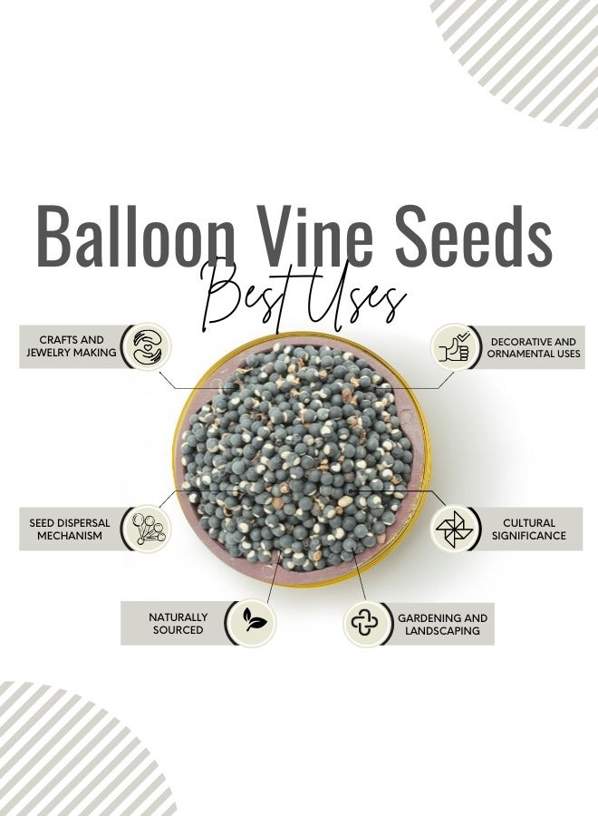 أباميك بذور كرمة البالون | بذور موداكاثان كيراي كارديوسبيرموم هاليكاكابوم - Image 3