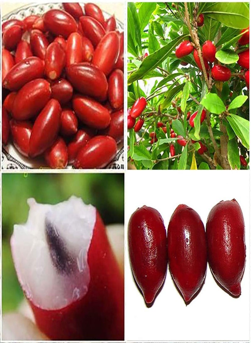 GGOOT 20 Pcs Seeds Rare Miracle Fruit Synsepalum Dulcificum Seeds Garden Outdoor Plants - Image 3