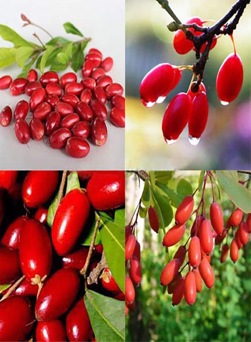 GGOOT 20 Pcs Seeds Rare Miracle Fruit Synsepalum Dulcificum Seeds Garden Outdoor Plants - Image 2