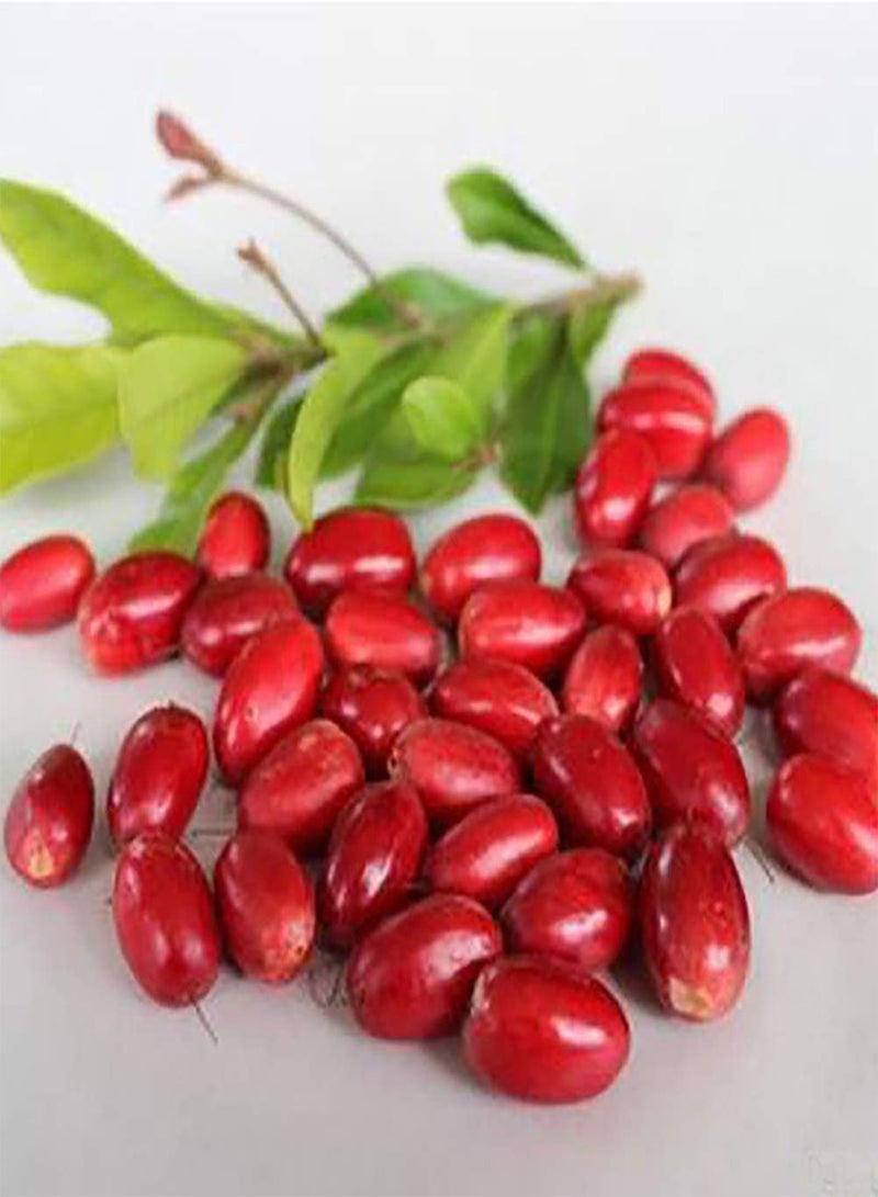 GGOOT 20 Pcs Seeds Rare Miracle Fruit Synsepalum Dulcificum Seeds Garden Outdoor Plants - Image 5