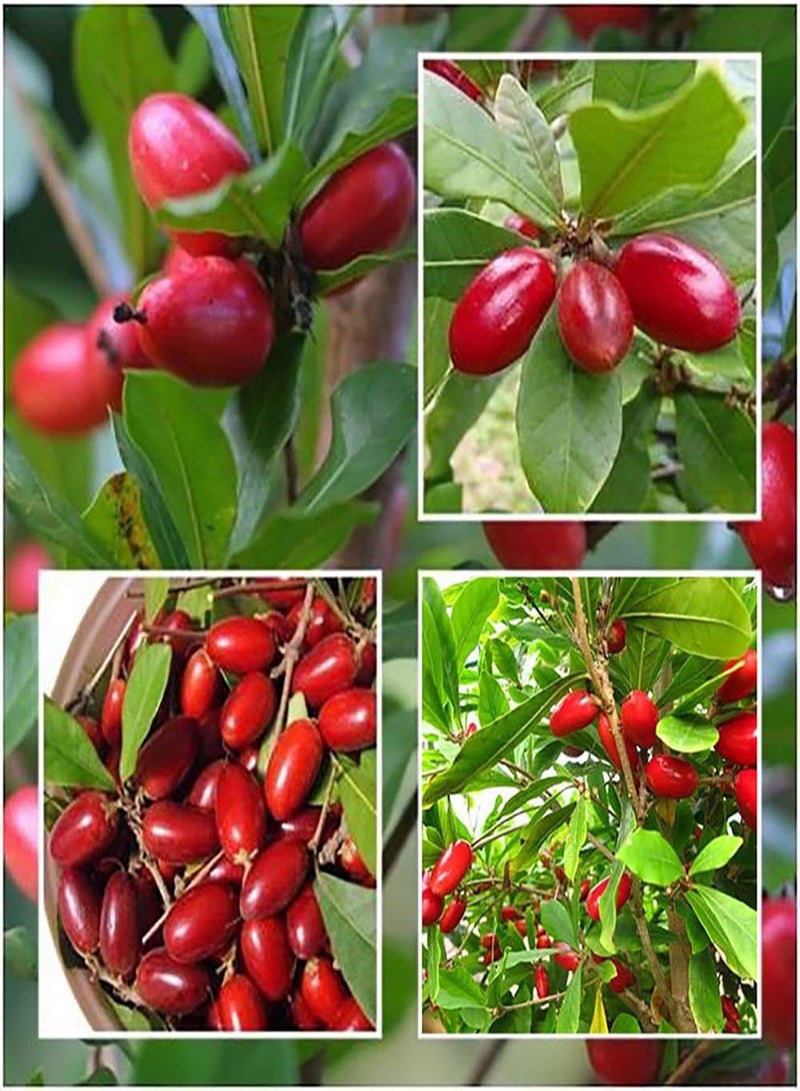 GGOOT 20 Pcs Seeds Rare Miracle Fruit Synsepalum Dulcificum Seeds Garden Outdoor Plants - Image 1
