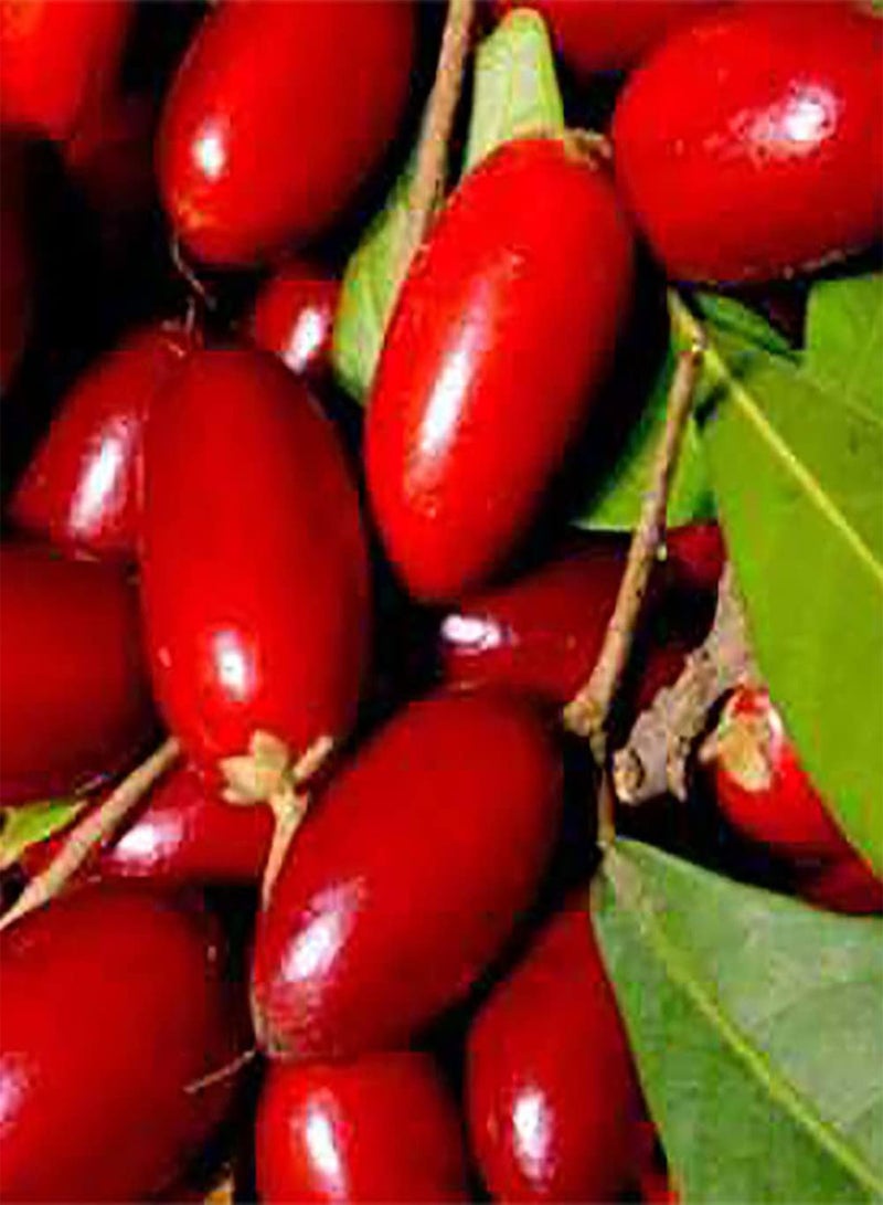 GGOOT 20 Pcs Seeds Rare Miracle Fruit Synsepalum Dulcificum Seeds Garden Outdoor Plants - Image 4