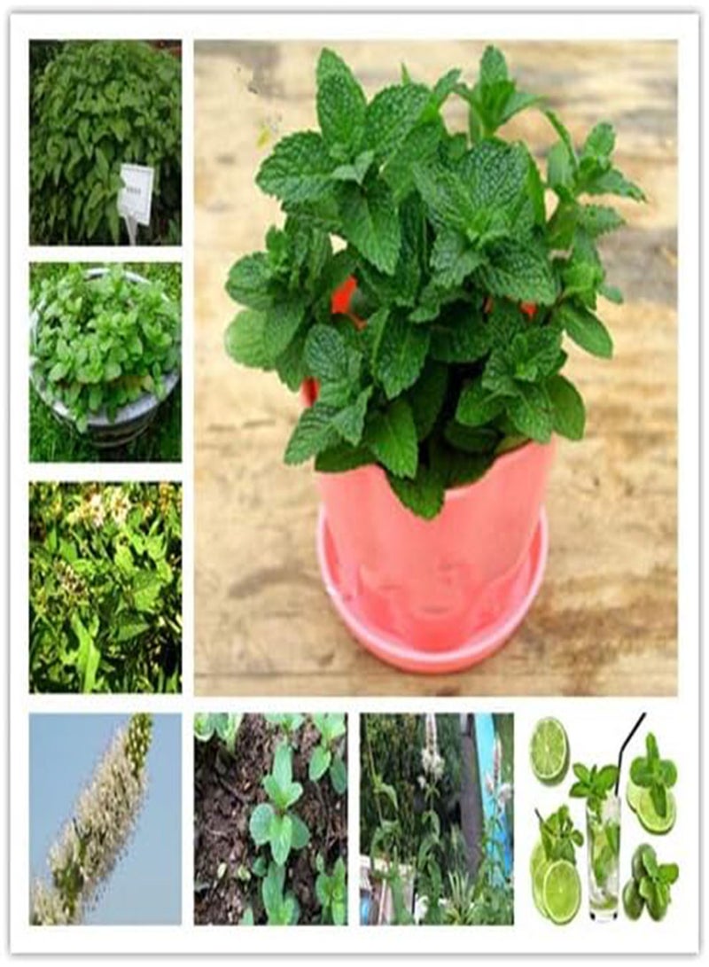 GGOOT Fresh 100pcs seeds plant for Planting Dark Green - Image 2