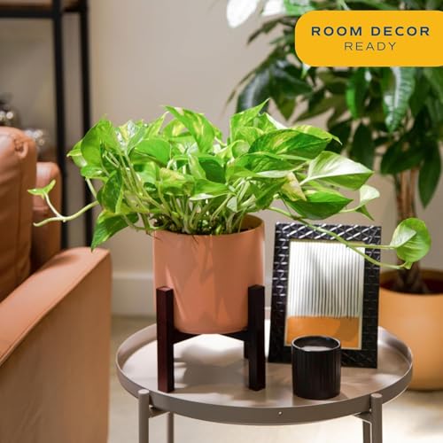 Costa Farms Golden Pothos Live Plant, Devil's Ivy in Decorative Pot, Easy to Maintain, Air Purifying Indoor Houseplant, Home, Room, or Office Decor, House Warming or Birthday Gift, 12-14 Inches Tall - Image 2