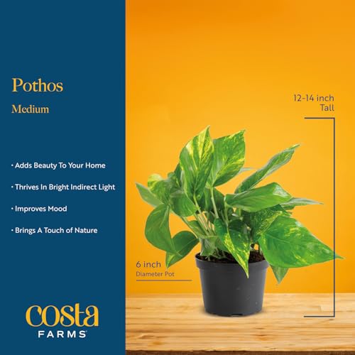 Costa Farms Golden Pothos Live Plant, Devil's Ivy in Decorative Pot, Easy to Maintain, Air Purifying Indoor Houseplant, Home, Room, or Office Decor, House Warming or Birthday Gift, 12-14 Inches Tall - Image 5
