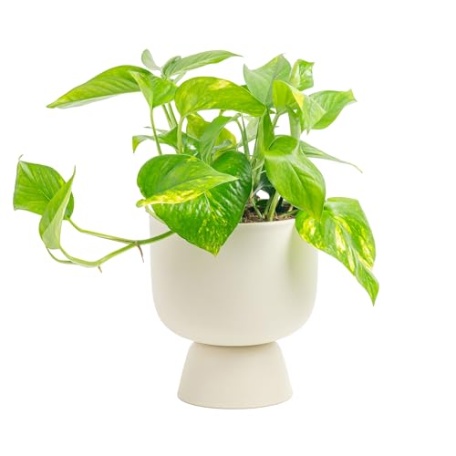 Costa Farms Golden Pothos Live Plant, Devil's Ivy in Decorative Pot, Easy to Maintain, Air Purifying Indoor Houseplant, Home, Room, or Office Decor, House Warming or Birthday Gift, 12-14 Inches Tall - Image 1