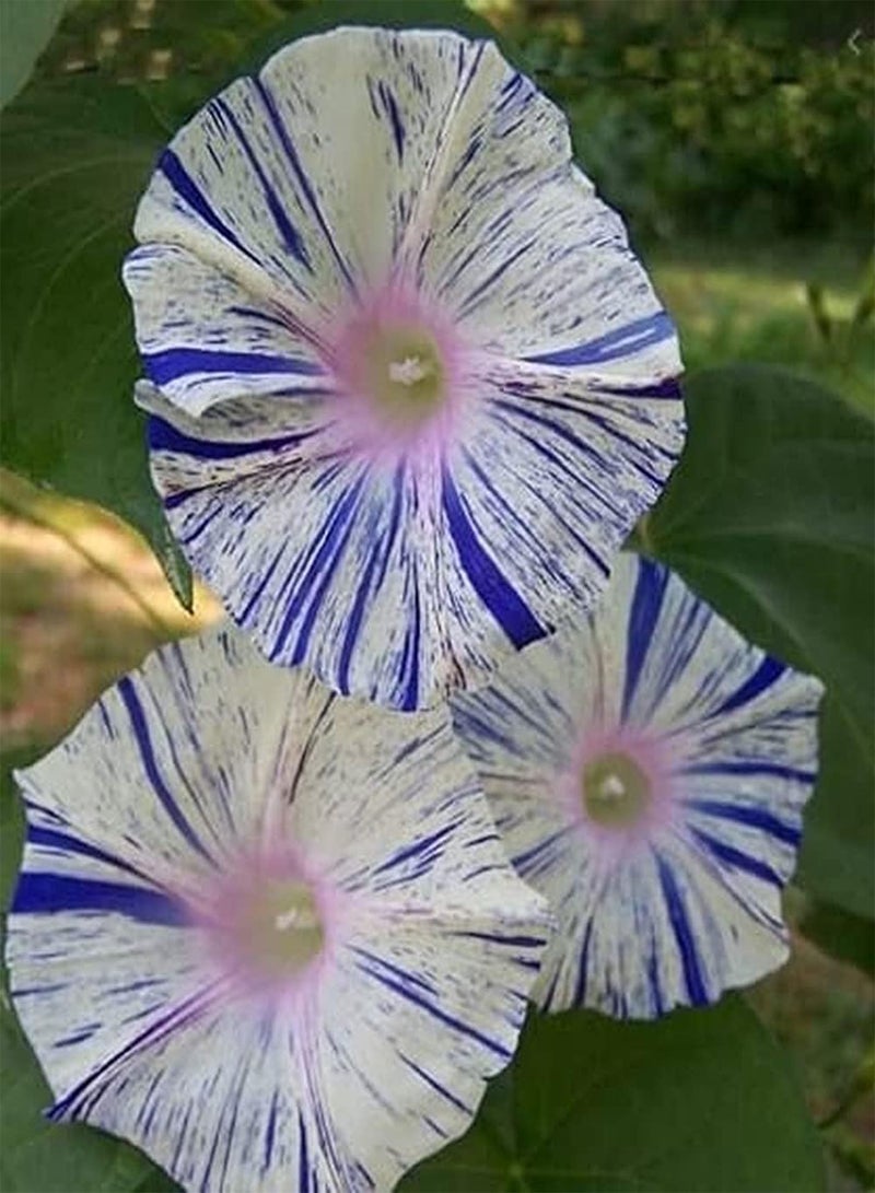 200pcs Morning Glory Seeds Annual Herbaceous Flowers Peculiar Colors Pleasant Aroma Attracting Butterflies and Bees Beautiful Gardening Landscape Terrace Garden Planting