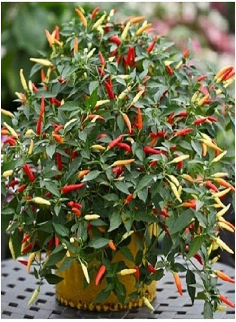 جي جوت سلة فلفل حار من FIRE F1 100 سائبة - Image 1