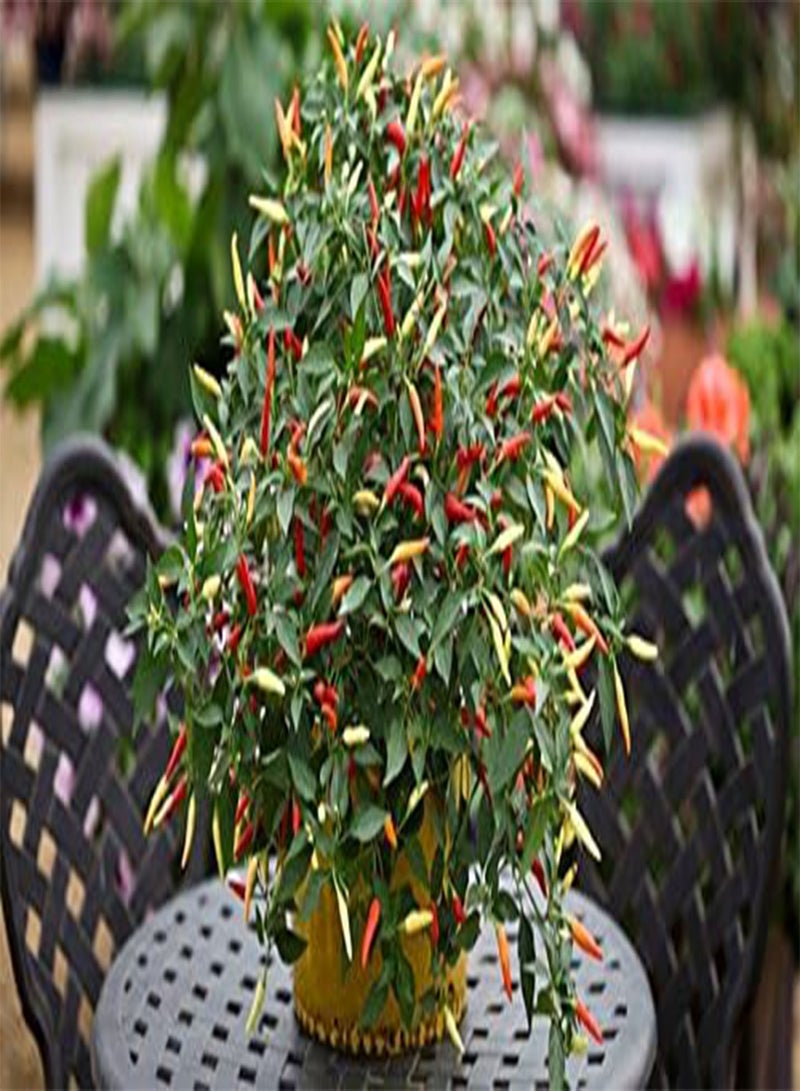 جي جوت سلة فلفل حار من FIRE F1 100 سائبة - Image 2