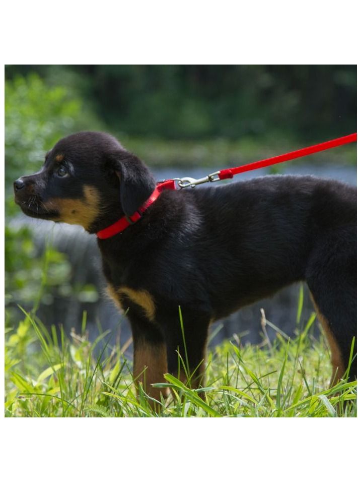 Lupine Basic Solids Padded Handle Dog Leash Red 4ft - Image 2