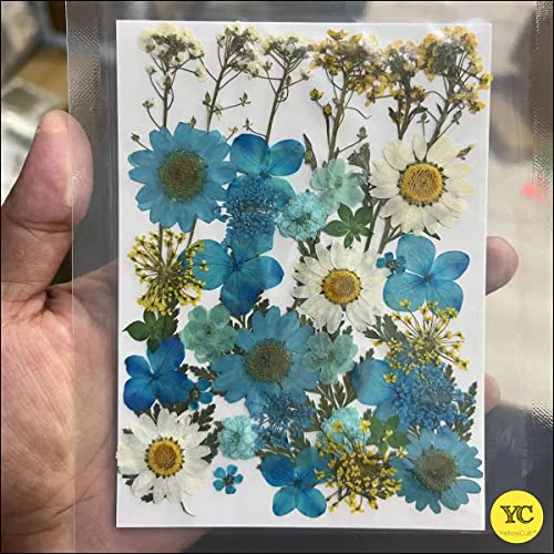 YellowCult Natural Real Dried & Pressed Flowers for Art Craft - Mixed, Multicolor for Soap, Candle, Scrapbooking, DIY, Resin Jewelry, Pendant - [Luxury White & Blue 18x13 cm Sheets] - Image 4