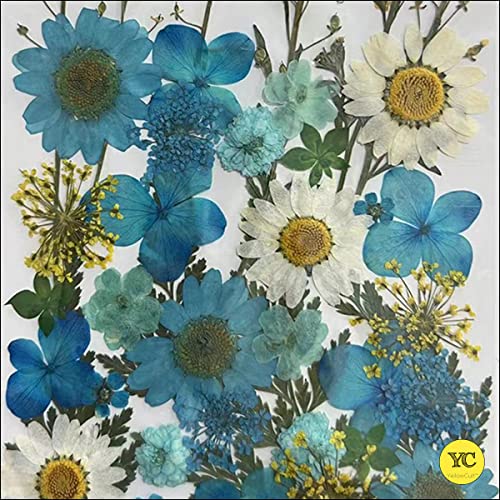 YellowCult Natural Real Dried & Pressed Flowers for Art Craft - Mixed, Multicolor for Soap, Candle, Scrapbooking, DIY, Resin Jewelry, Pendant - [Luxury White & Blue 18x13 cm Sheets] - Image 3