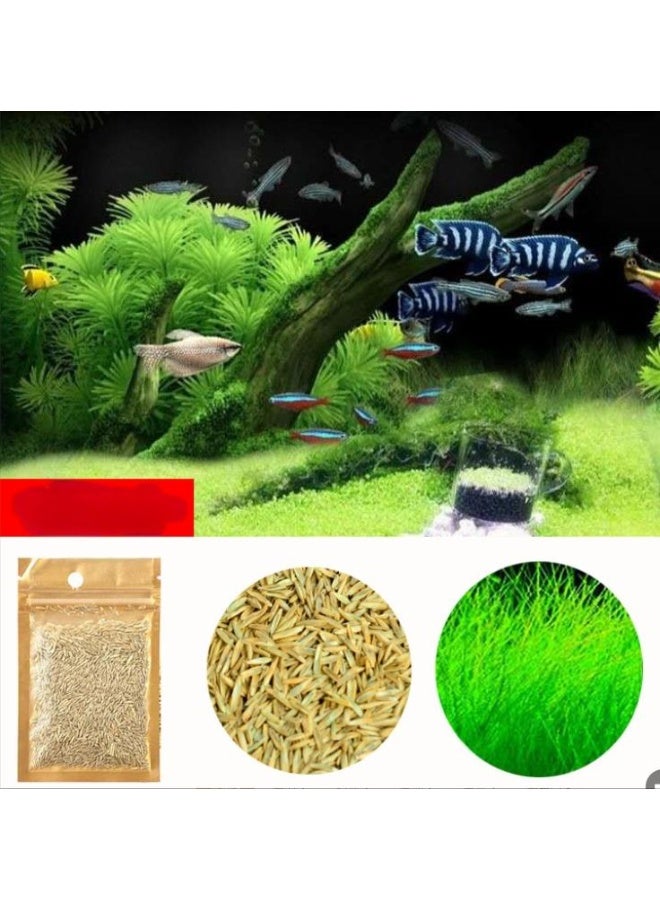Water Grass Seeds Aquarium Landscape Decoration Easy to Plant Seeds Gardening Home Decor 10G - Image 1