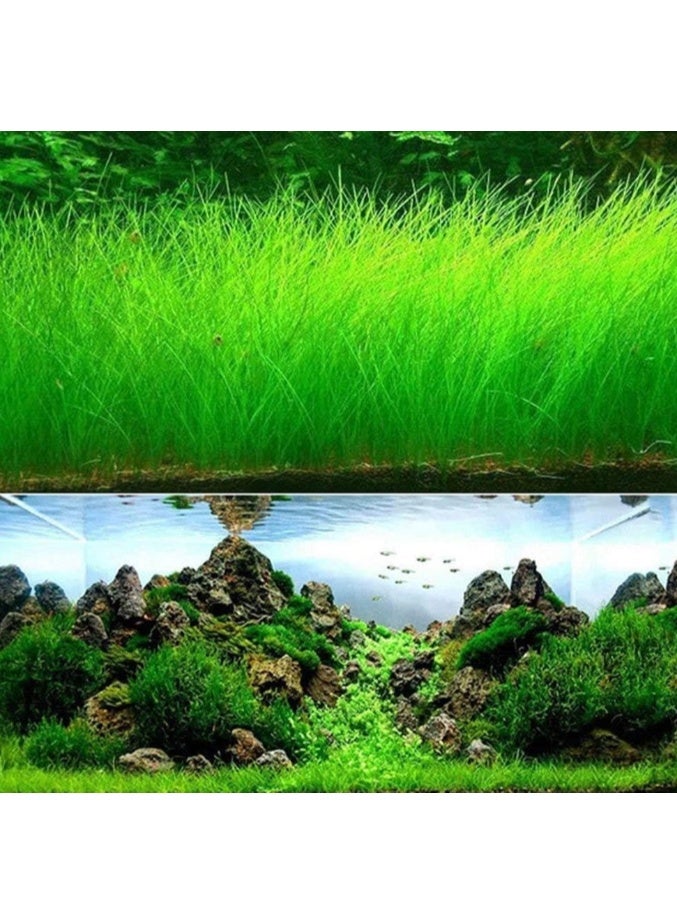Water Grass Seeds Aquarium Landscape Decoration Easy to Plant Seeds Gardening Home Decor 10G - Image 2