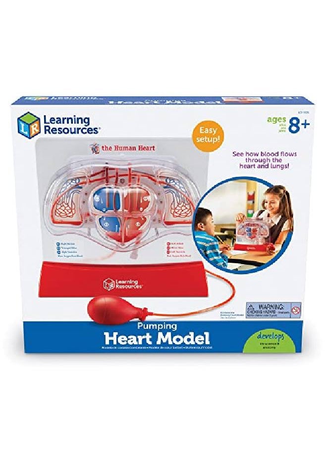 Learning Resources Pumping Heart Model 1 Piece Grades 3+ ; Ages 8+ Educational Science Kit Science Education Supplies Science Teaching Supplies  - Image 4