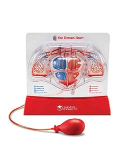 Learning Resources Pumping Heart Model 1 Piece Grades 3+ ; Ages 8+ Educational Science Kit Science Education Supplies Science Teaching Supplies  - Image 1