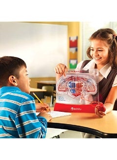 Learning Resources Pumping Heart Model 1 Piece Grades 3+ ; Ages 8+ Educational Science Kit Science Education Supplies Science Teaching Supplies  - Image 2