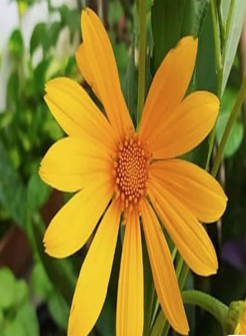 GGOOT 150 Seeds of Flower - Mexican Sunflower - Yellow Torch