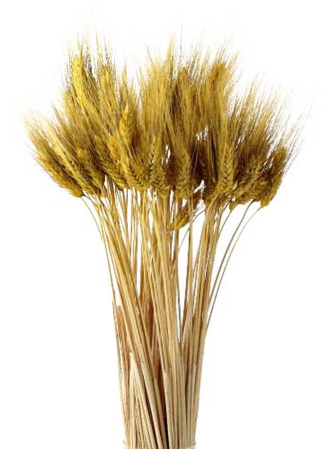 Dry Wheat Grass Bouquet Natural Dried Flowers (Yellow, 50) - pzsku/Z39E357EAE8B695C5B096Z/45/_/1732457963/bbe61b4f-acee-4229-b383-39b5b71c70c5