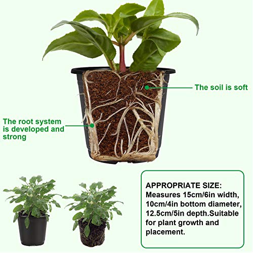 Augshy 75 Pcs 0.5 Gallon Black Plastic Plant Nursery Garden Pots 6 Inches Seed Starting Pots Containers with 100 Labels - Image 3