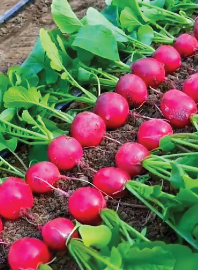 Cherry Radish Seeds for Planting - Red Cherry Radish Seeds - Image 2