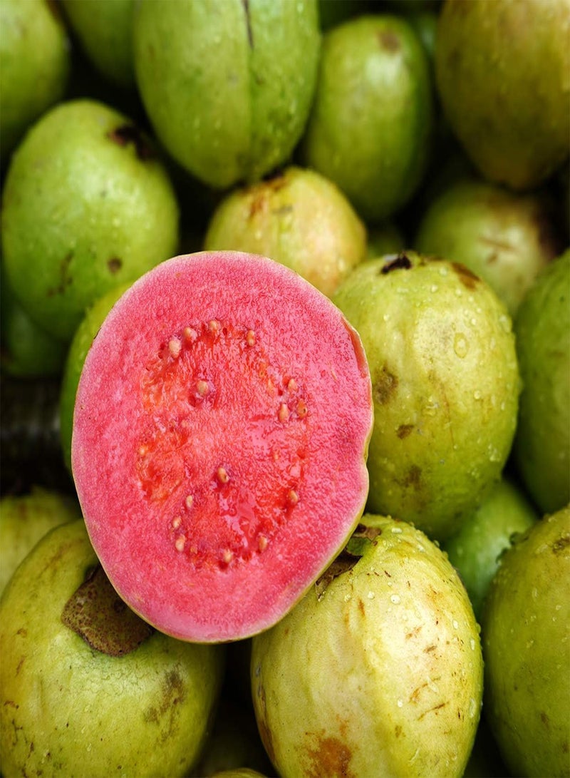 GGOOT Guava Fruit Mix Exotic Tropical guayaba Rare Plant Psidium guajava Seed 15 Seeds