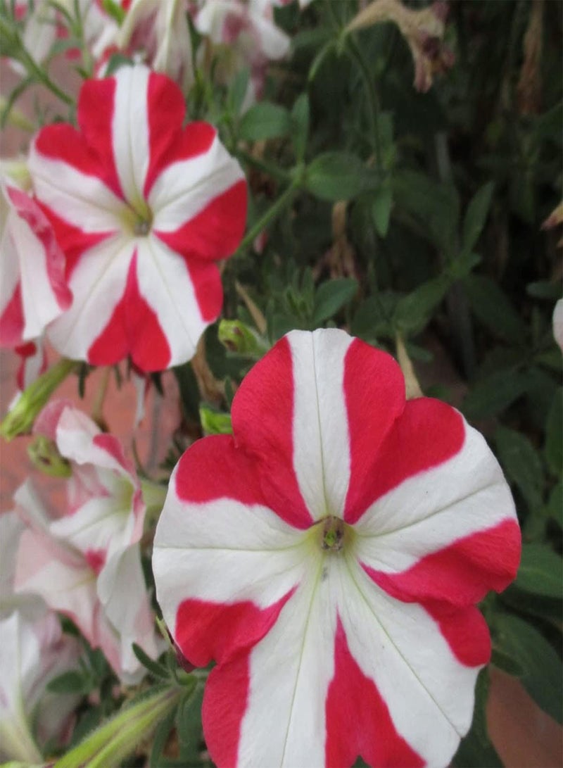 GGOOT Petunia Compacta Stellaris - Petunia Nana compacta Flower Seeds, Home Garden Planting by Heavy Torch, 50 Seeds - Image 3