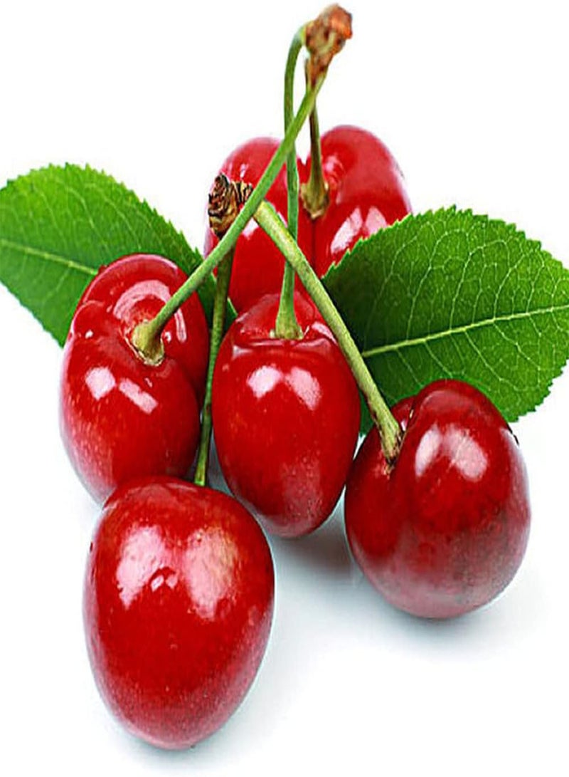 جي جوت 20 قطعة من بذور الكرز أشجار الفاكهة المعمرة لها قيمة زخرفية وقيمة اقتصادية ديكور حديقة جميل محبوب من قبل الناس - Image 1