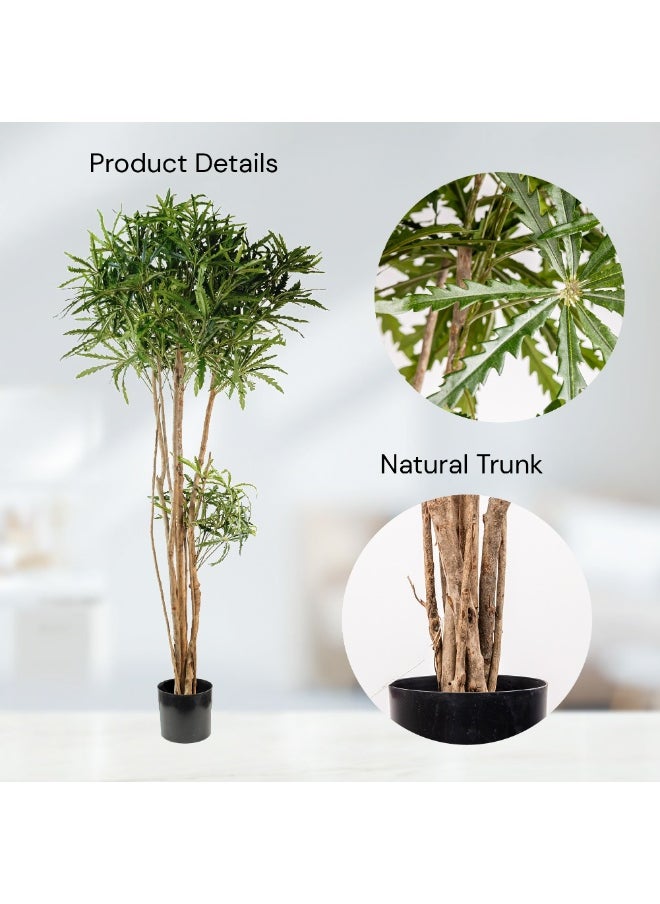 Gulf Flowers - Gulf Flowers Artificial False Aralia Tree – 122cm Tall Faux Tree with Real Trunk – Decorative Indoor Plant for Home & Office Décor – Natural Look with 819 Leaves – Green - Image 1