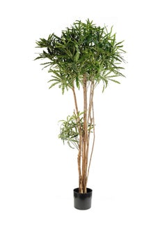 Gulf Flowers 122cm Artificial False Aralia Tree with real Trunk