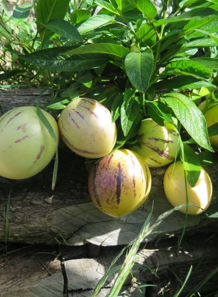 3 نباتات فاكهة البيبنو Pepino