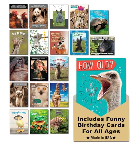 Leanin' Tree Wildly Funny - Made In USA - 20 Assorted Cards with Envelopes All Occasion, Birthday Cards Funny Enough to Make You Laugh, Includes Birthday, Encouragement, Friendship, Thank You and More - Image 1