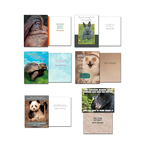 Leanin' Tree Wildly Funny - Made In USA - 20 Assorted Cards with Envelopes All Occasion, Birthday Cards Funny Enough to Make You Laugh, Includes Birthday, Encouragement, Friendship, Thank You and More - Image 4