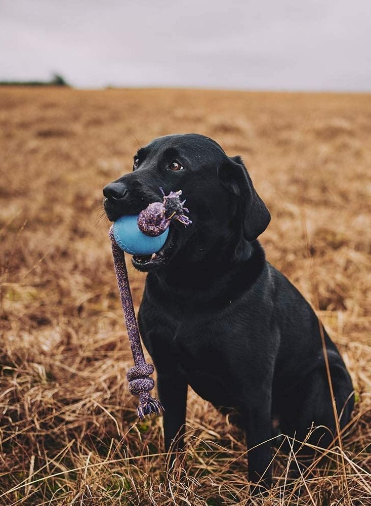 Beco Rubber Ball on Rope Dog Toy Multicolor - Image 3