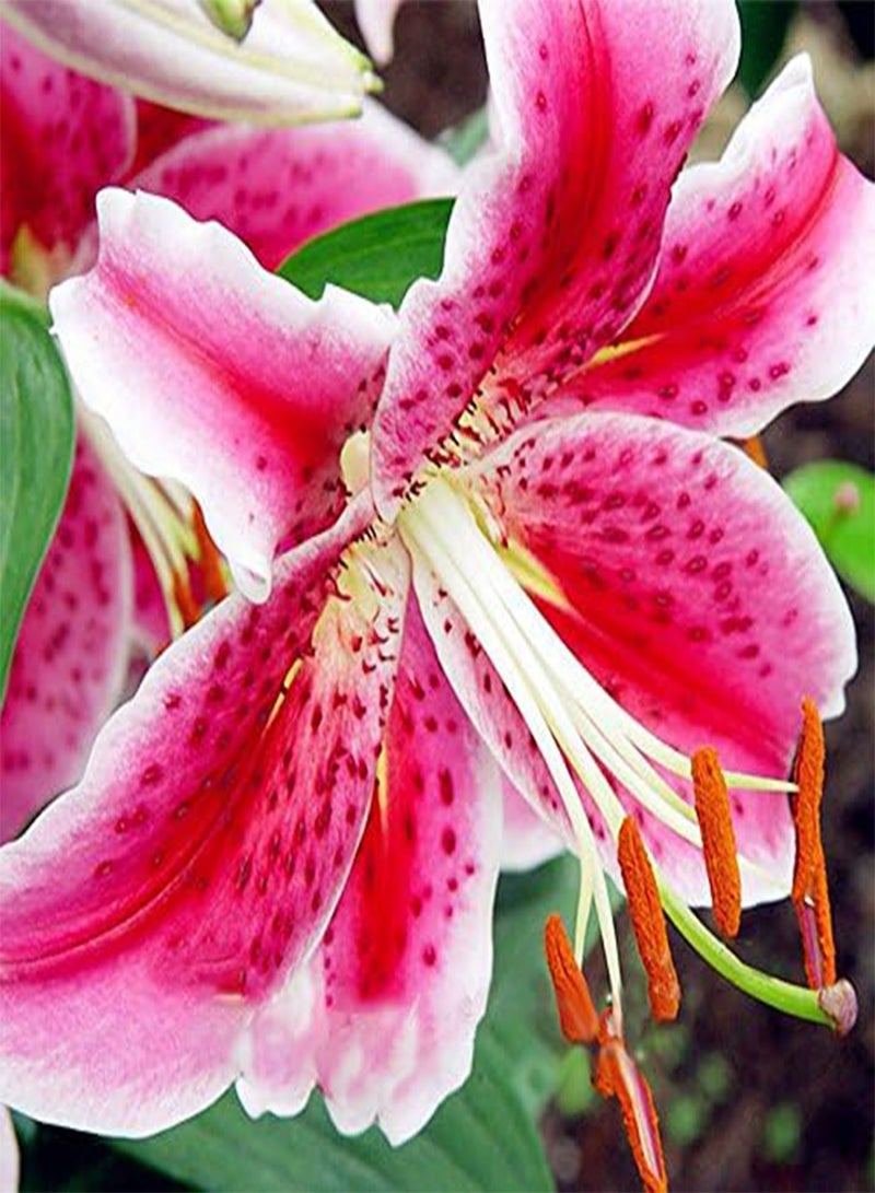 GGOOT 100PCS Lily Seeds Plants indoor bonsai perfume lily seeds lily flower seeds For Garden Home - 3 - Image 2