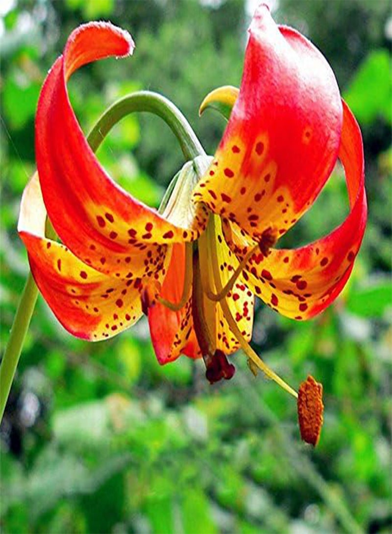 GGOOT 100PCS Lily Seeds Plants indoor bonsai perfume lily seeds lily flower seeds For Garden Home - 3 - Image 3