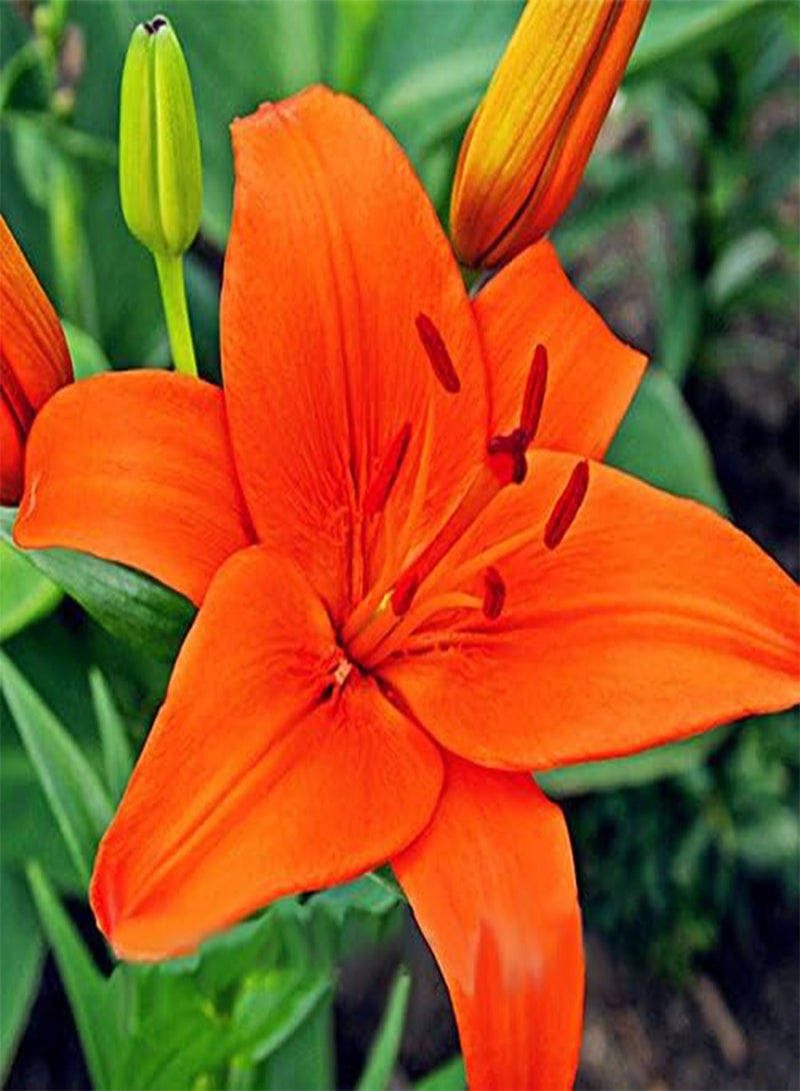 GGOOT 100PCS Lily Seeds Plants indoor bonsai perfume lily seeds lily flower seeds For Garden Home - 3 - Image 4