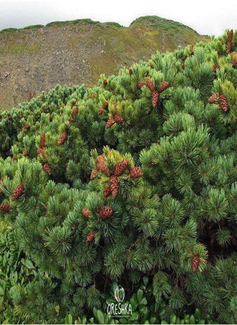 Pinus pumila 30 PCS Fresh Seeds, Siberian Dwarf Pine Tree, Dwarf Stone Pine, Japanese Stone Pine, Creeping Pine, Coniferous Evergreen